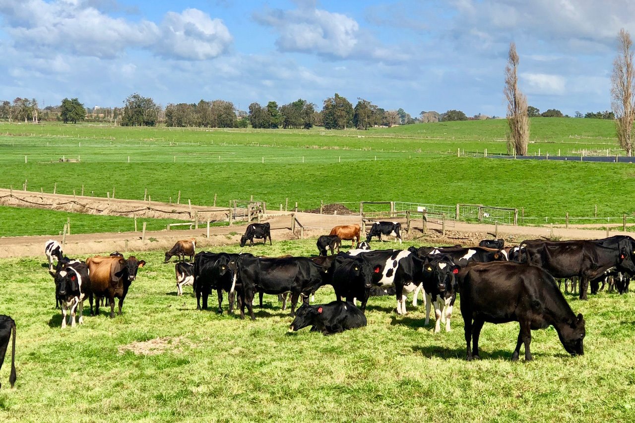 Waikato dairy farm